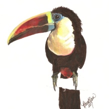 Oskar's toucan