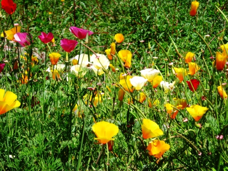 California poppies--Rebecca Górzyńska--Delphina Rose