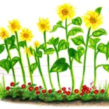 "Słoneczniki babci (Grandma's sunflowers)" by Rebecca Górzyńska--Delphina Rose